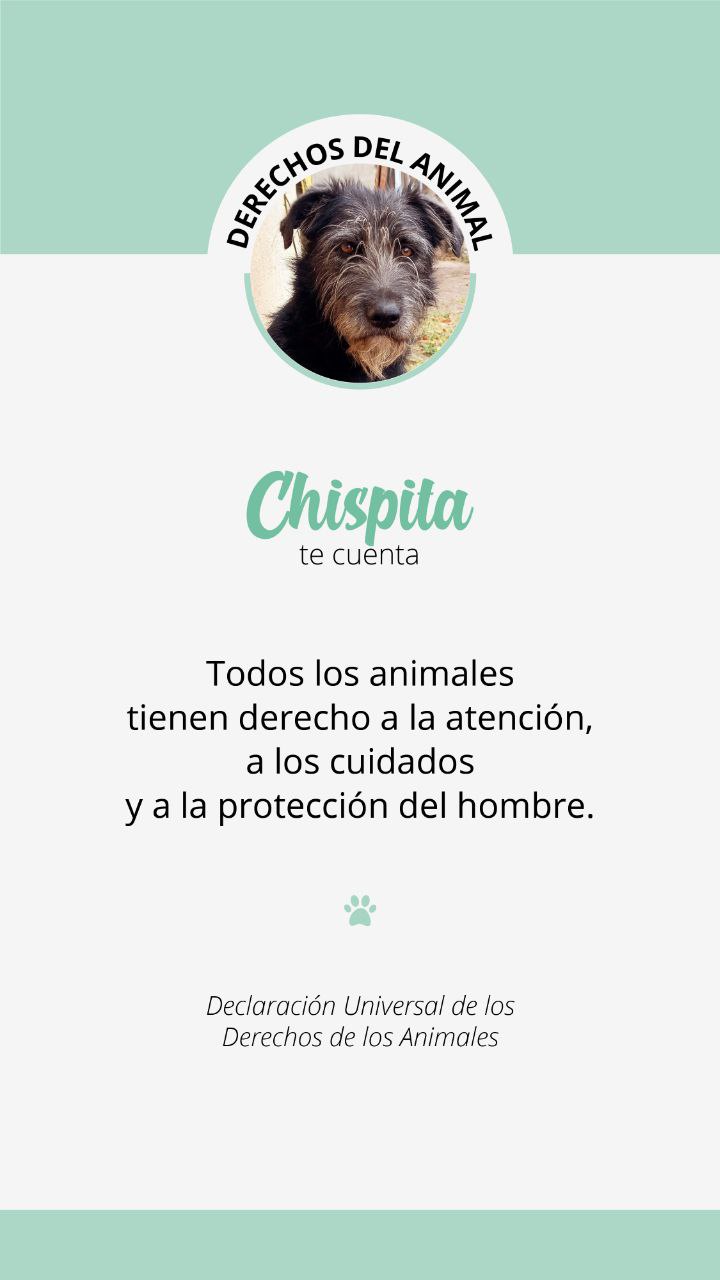 Derechos del animal 4